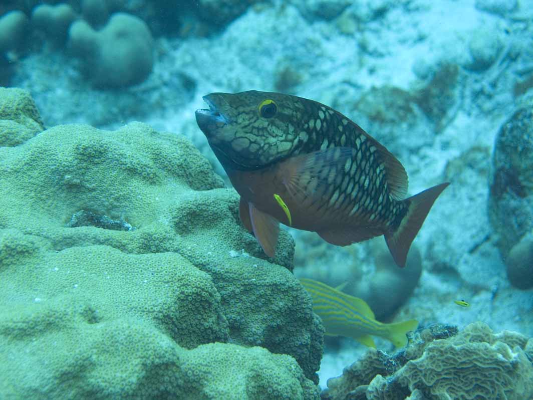 gal/Bonaire 2006 S/JuvenileParrotCleaningStation.jpg